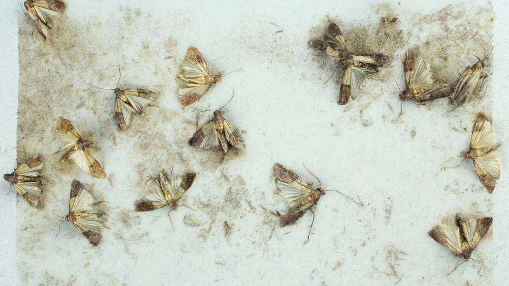 Mehlmotten im Vorrat: So schützen sich Landwirte effektiv