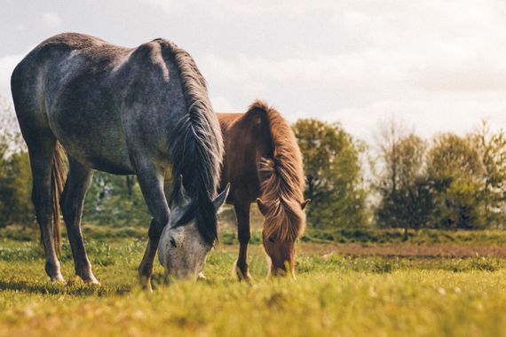 Pferdehof mit Reitplatz und ca. 20 ha arrondiertem Grünland zu verkaufen
