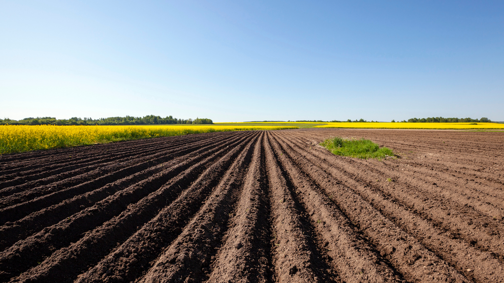 Herbstliche Bodenbearbeitung: Grundlage für gesunde Ernten