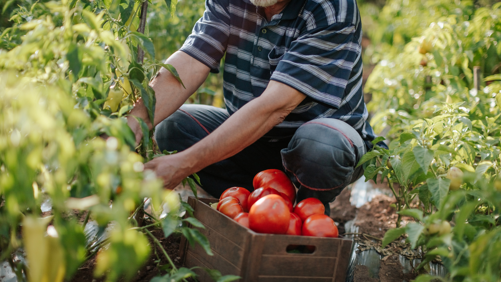 Energieautarke Bauernhöfe: Unabhängigkeit durch eigene Energie
