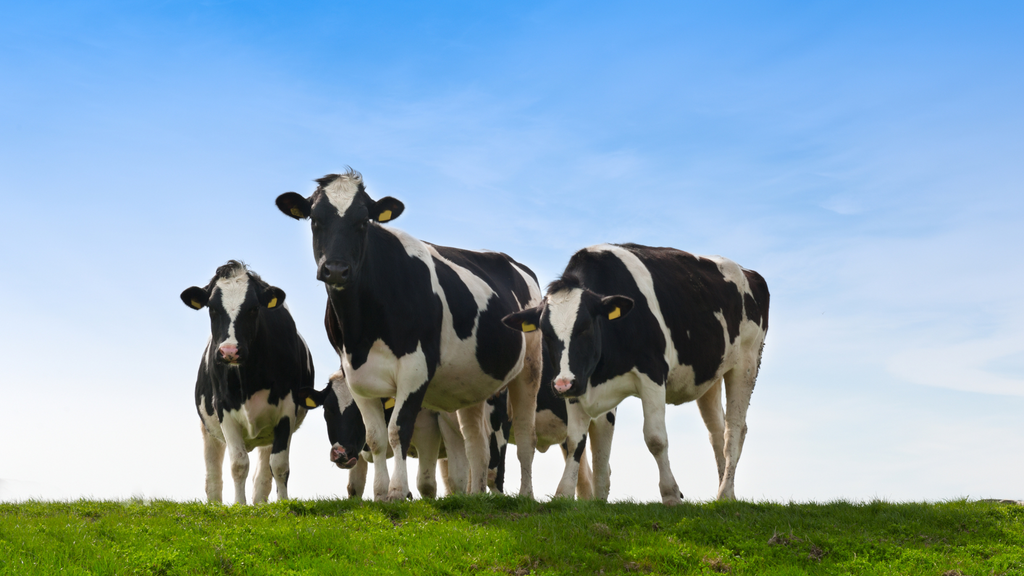 Tränkesysteme für Kälber 2025: Automatisierung für mehr Tierwohl?