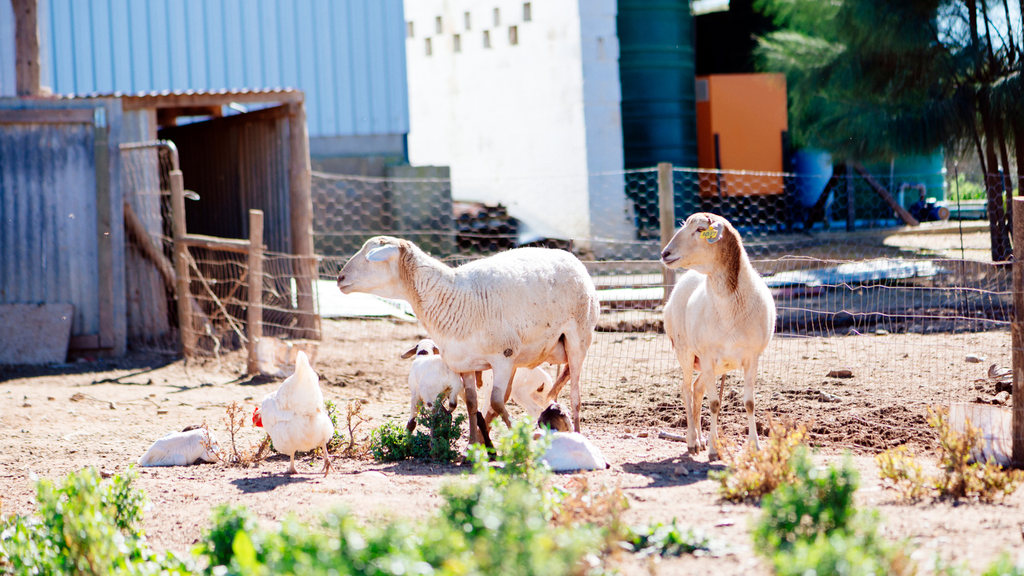 Förderprogramme für Landwirte